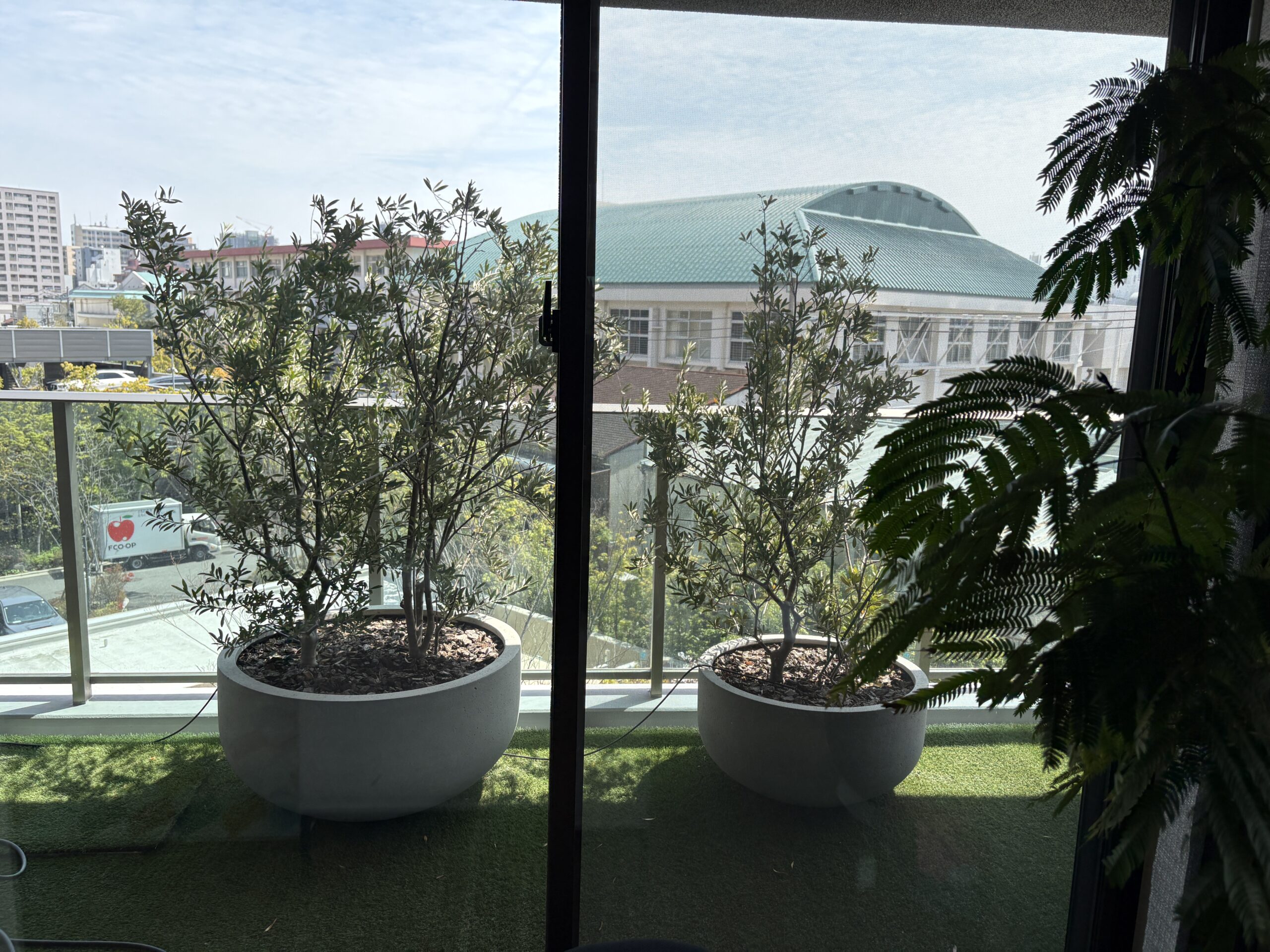 オリーブと人工芝の景観